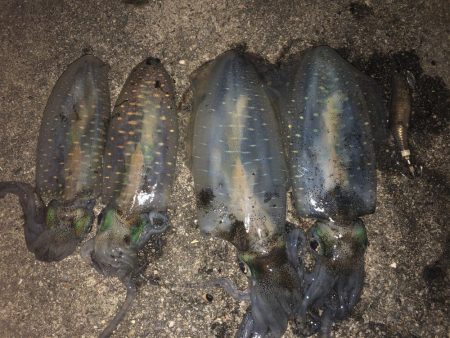 台風後のエギング