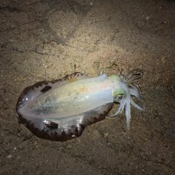 ナイトエギング