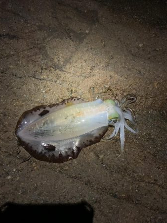 ナイトエギング