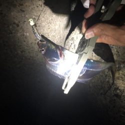 タチウオ釣行！