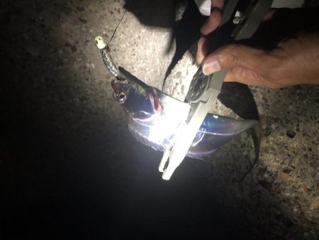 タチウオ釣行！