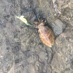 人里離れた磯に