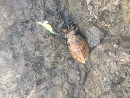 人里離れた磯に