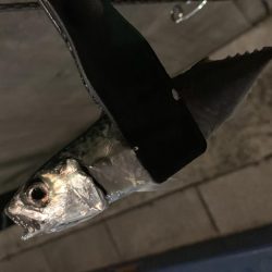 アーバンサイドアジング