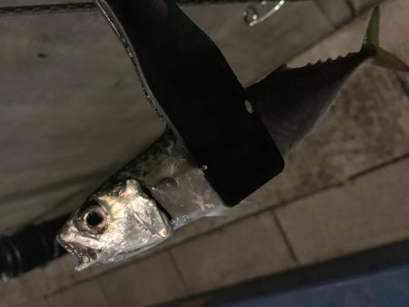 アーバンサイドアジング