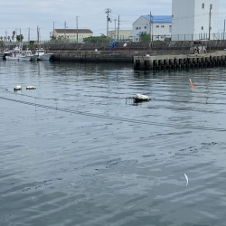 思いがけないゲスト