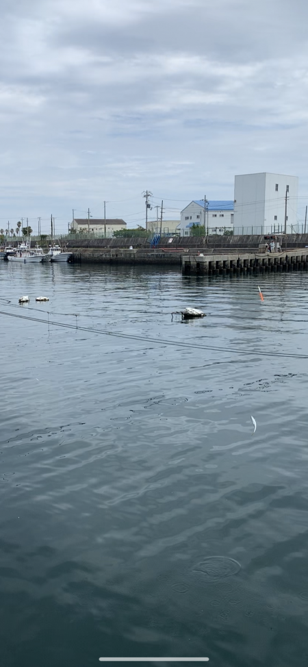 思いがけないゲスト