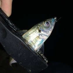 アーバンサイドアジング