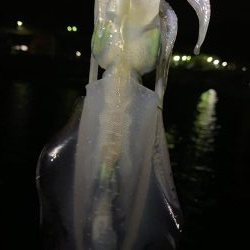 アオリイカ数釣り