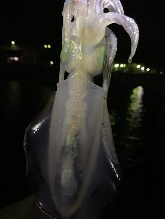 アオリイカ数釣り
