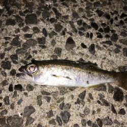 壱岐島 アコウ ハモ