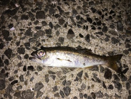 壱岐島 アコウ ハモ