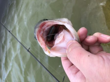 台風後のドリームレイク（管理釣り場）釣行