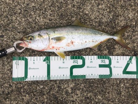 腹の中は片口イワシだらけ