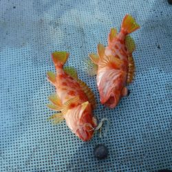 五目タイラバ その2