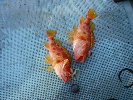 五目タイラバ その2