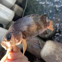 アジングとちょいメバリング