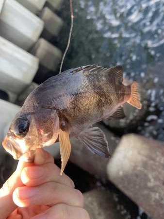 アジングとちょいメバリング