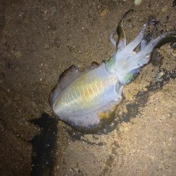 ナイトエギング