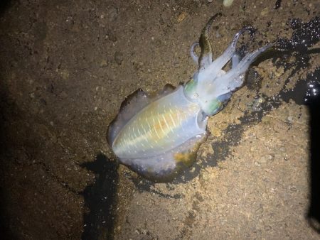 ナイトエギング