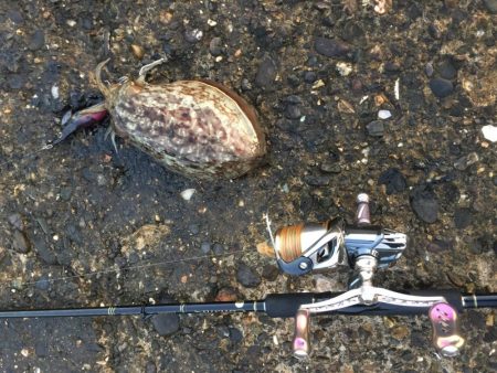 エギングのついでに青物