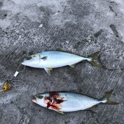 久しぶりの青物