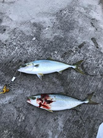 久しぶりの青物