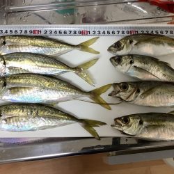 アジング&エギング by朝まずめ