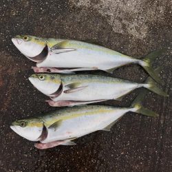 22日に引き続き好調