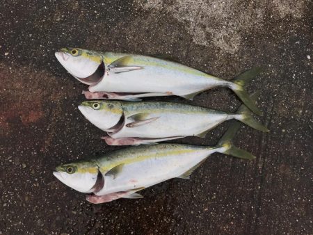 22日に引き続き好調