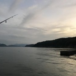 アオリ大きくなって来た