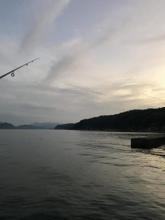 アオリ大きくなって来た