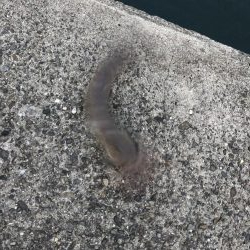 ドラゴンでました