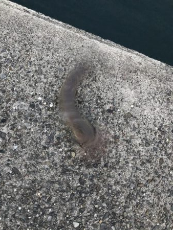 ドラゴンでました