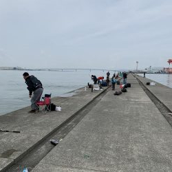 サワラ、ハマチ、タチウオ!