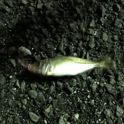 二夜連続アジング