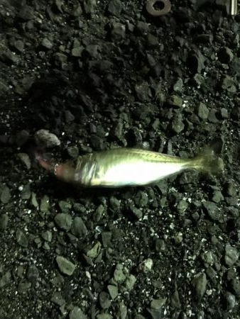 二夜連続アジング