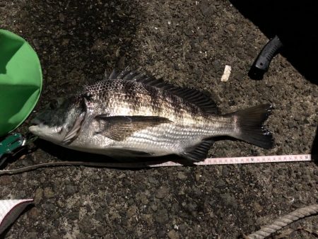 アジング と泳がせ