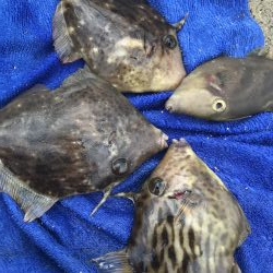 カワハギの肝和えが食べたくて