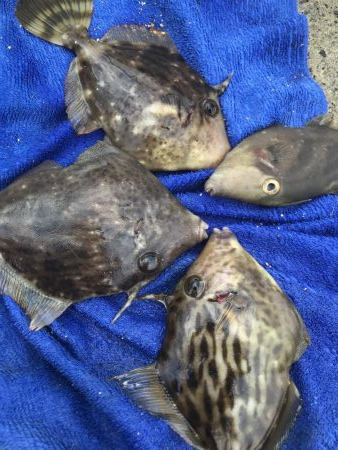 カワハギの肝和えが食べたくて