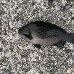 沖にはいません