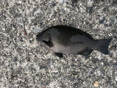 沖にはいません