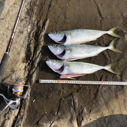 ショアジギ好調！