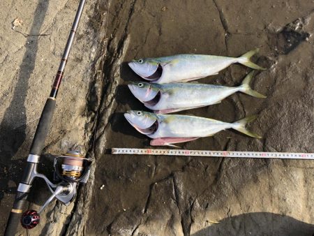 ショアジギ好調！