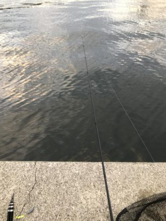 タチウオまだまだ渋い