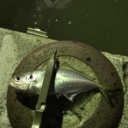 台風後のアジング