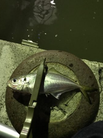 台風後のアジング