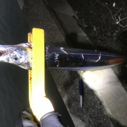 ご近所湾奥釣行