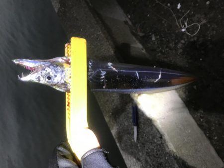 ご近所湾奥釣行