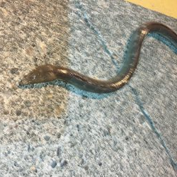 サビキ釣り&泳がせ